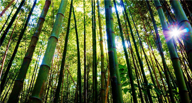 【纪检人•镜头】跟着镜头品诗词－竹