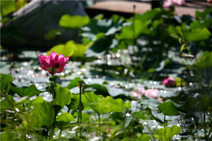 【纪检人•镜头】跟着镜头品诗词－莲（荷）花