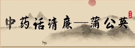 中药话清廉 | 蒲公英