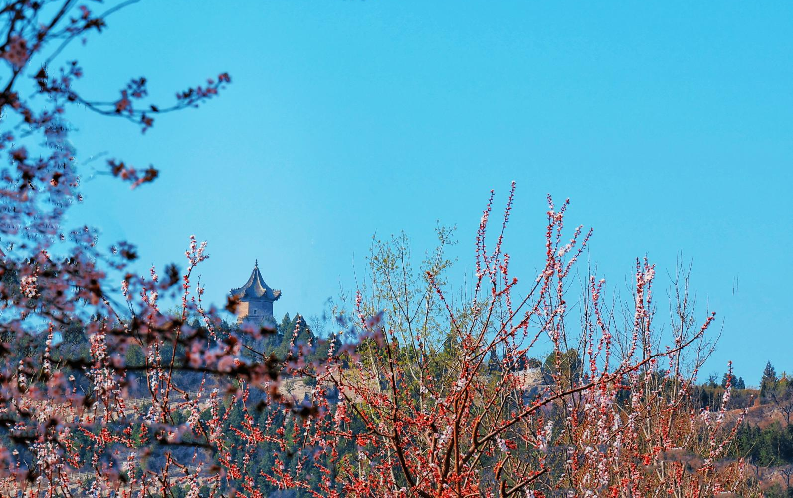 镜头丨三月鹤城 共“上春山”