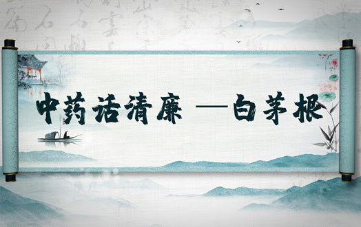 清风廉韵丨中药话清廉:白茅根
