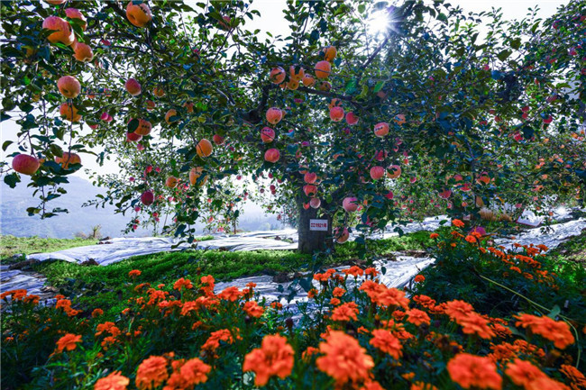 【省纪委监委网站】纷纷红叶满阶头